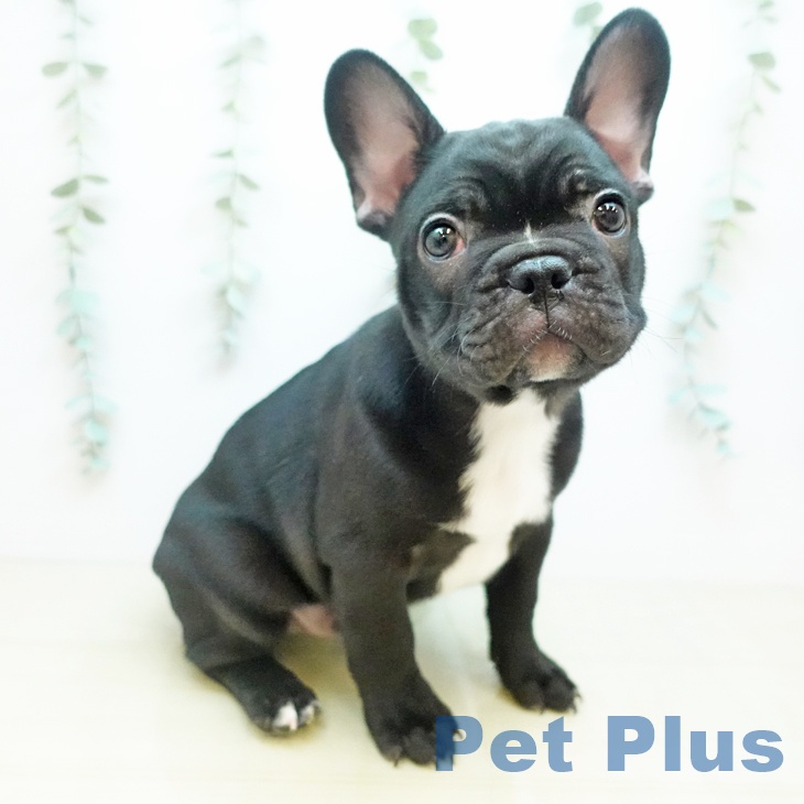 フレンチ・ブルドッグ