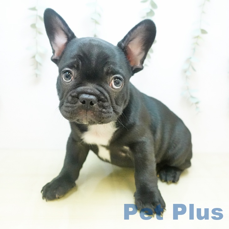 フレンチ・ブルドッグ