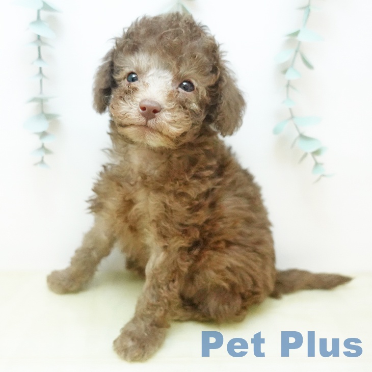 トイ・プードルの写真1