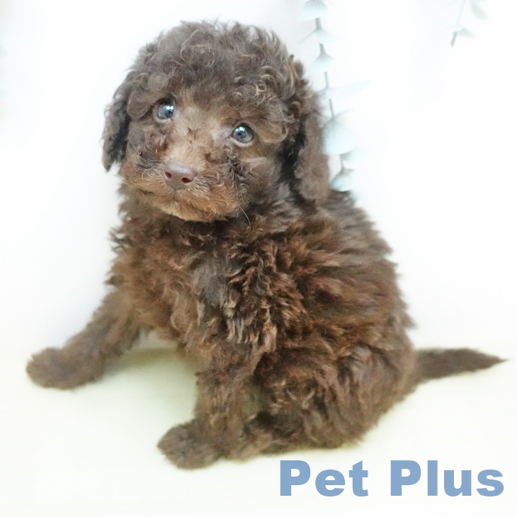 トイ・プードル