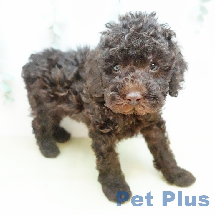 トイ・プードル