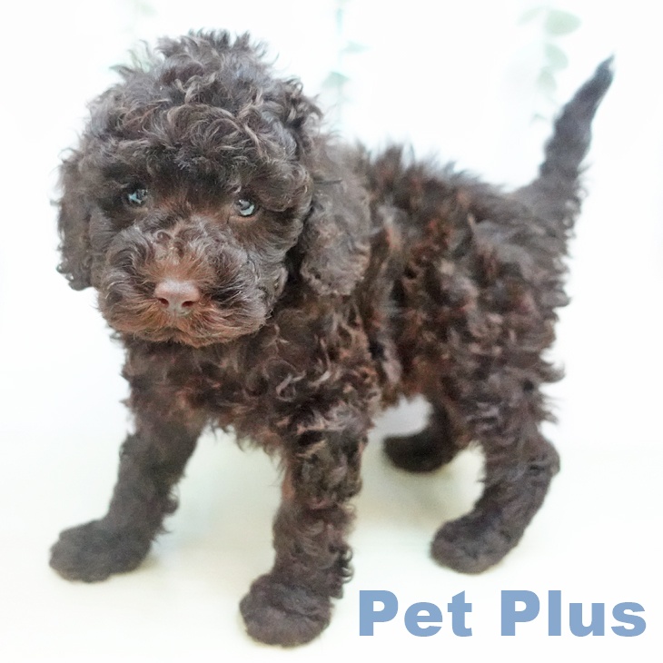 トイ・プードル