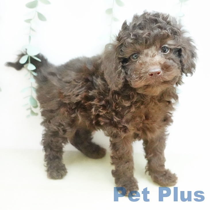 トイ・プードル