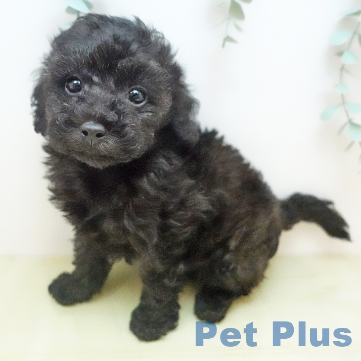 トイ・プードルの写真2