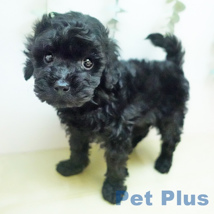 トイ・プードル