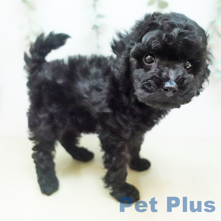 トイ・プードルの写真2