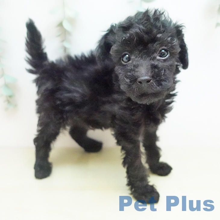 トイ・プードル