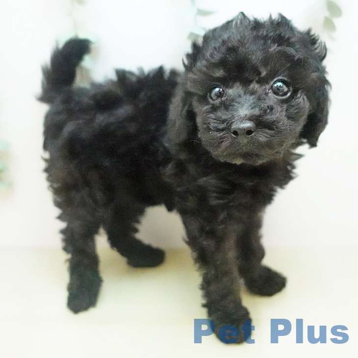 トイ・プードル