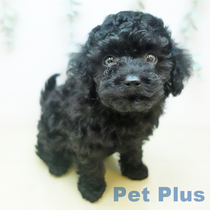 東京都のトイプードル(トイ) (ペットプラス むさし村山店/2025年12月5日生まれ/男の子/ブラック)の子犬の1枚目の画像