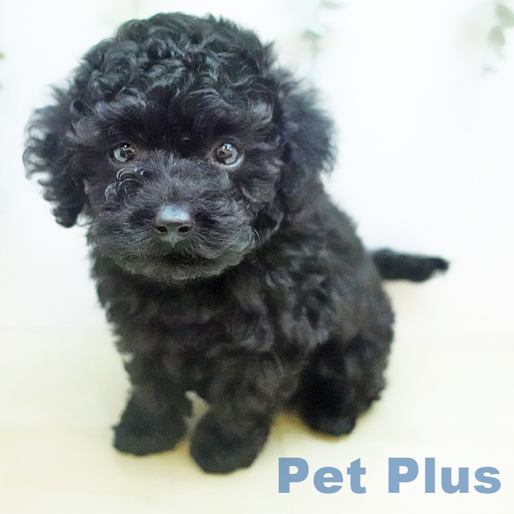 東京都のトイプードル(トイ) (ペットプラス むさし村山店/2025年12月5日生まれ/男の子/ブラック)の子犬の2枚目の画像