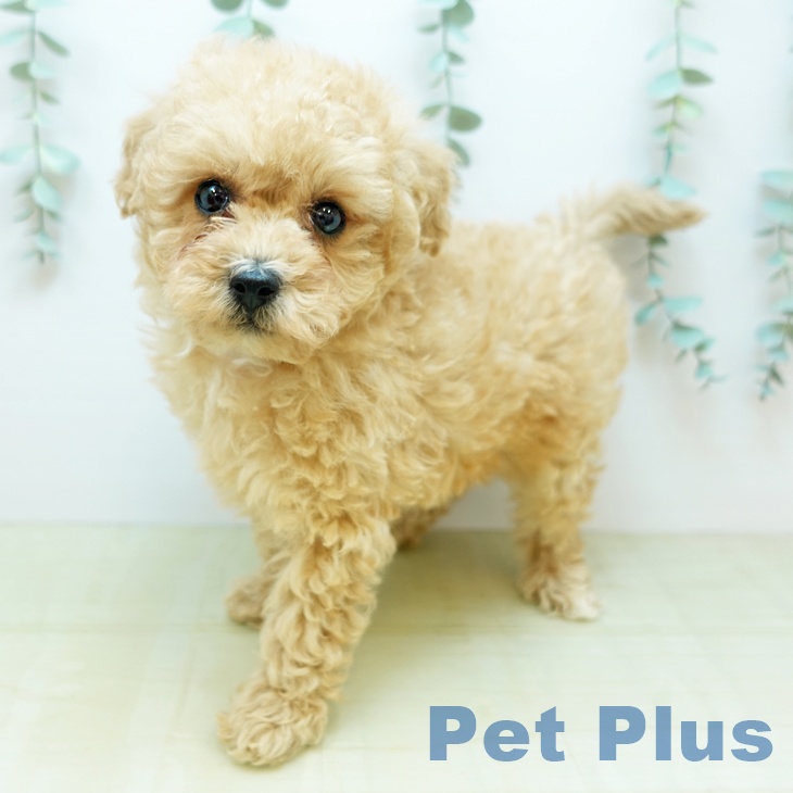 茨城県のトイプードル(トイ) (ペッツワン 阿見店/2025年11月30日生まれ/男の子/ペールフォーン)の子犬の1枚目の画像