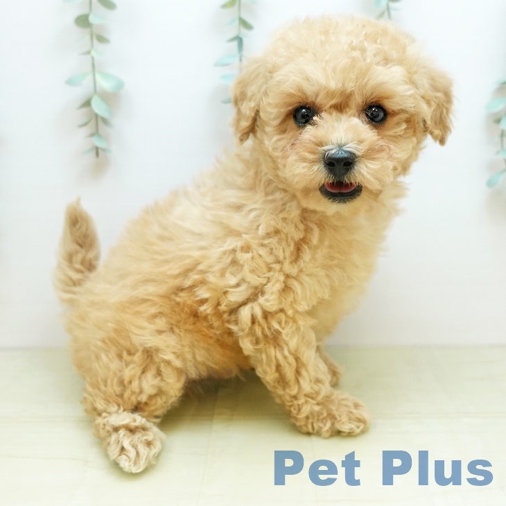 茨城県のトイプードル(トイ) (ペッツワン 阿見店/2025年11月30日生まれ/男の子/ペールフォーン)の子犬の2枚目の画像