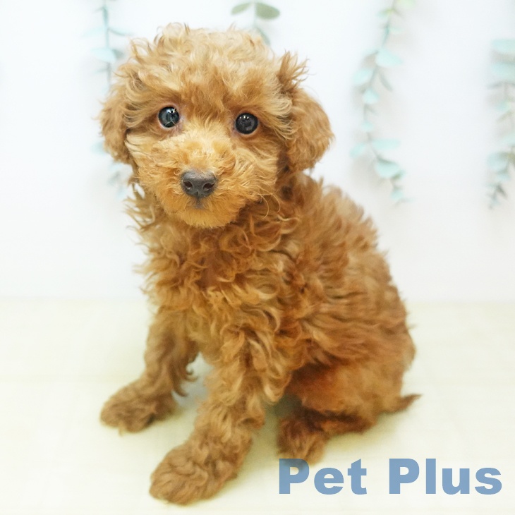 東京都のトイプードル(トイ) (ペットプラス 日の出店/2025年11月29日生まれ/女の子/レッド)の子犬の1枚目の画像