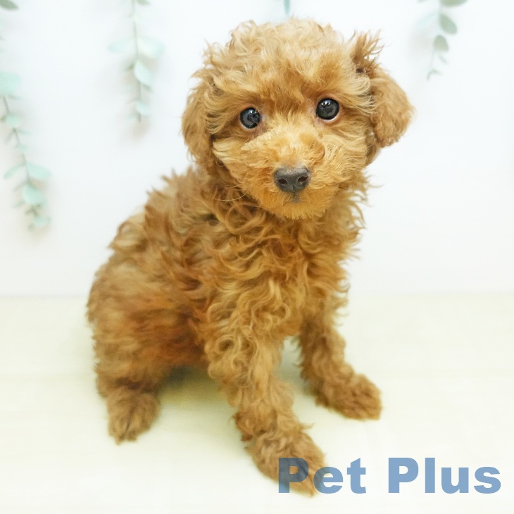 東京都のトイプードル(トイ) (ペットプラス 日の出店/2025年11月29日生まれ/女の子/レッド)の子犬の2枚目の画像