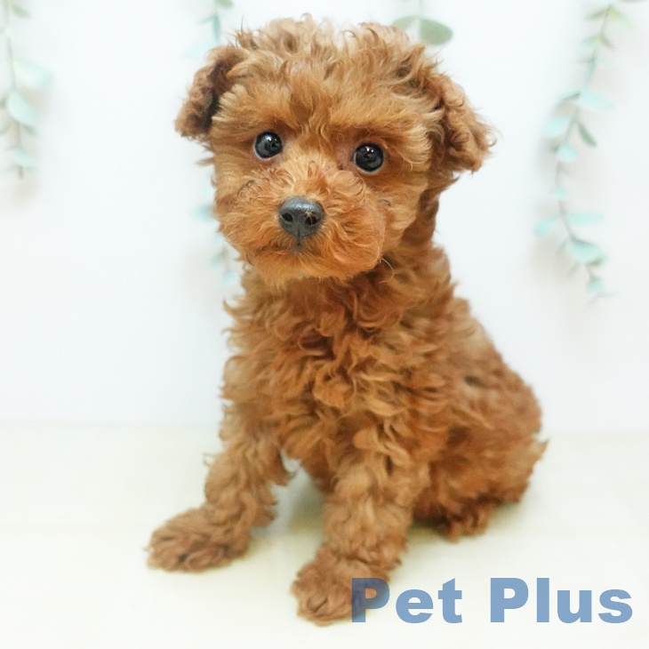 長野県のトイプードル(トイ) (ペットプラス 松本店/2025年11月29日生まれ/女の子/レッド)の子犬の2枚目の画像