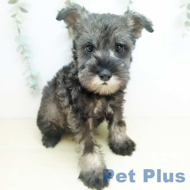 群馬県のミニチュアシュナウザー (ペットプラス イオンモール太田店/2025年12月4日生まれ/男の子/ソルトペッパー)の子犬の2枚目の画像