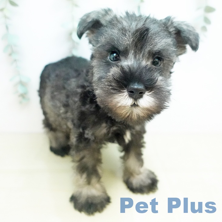 千葉県のミニチュアシュナウザー (ペットプラス 船橋店/2025年12月4日生まれ/男の子/ソルトペッパー)の子犬の1枚目の画像