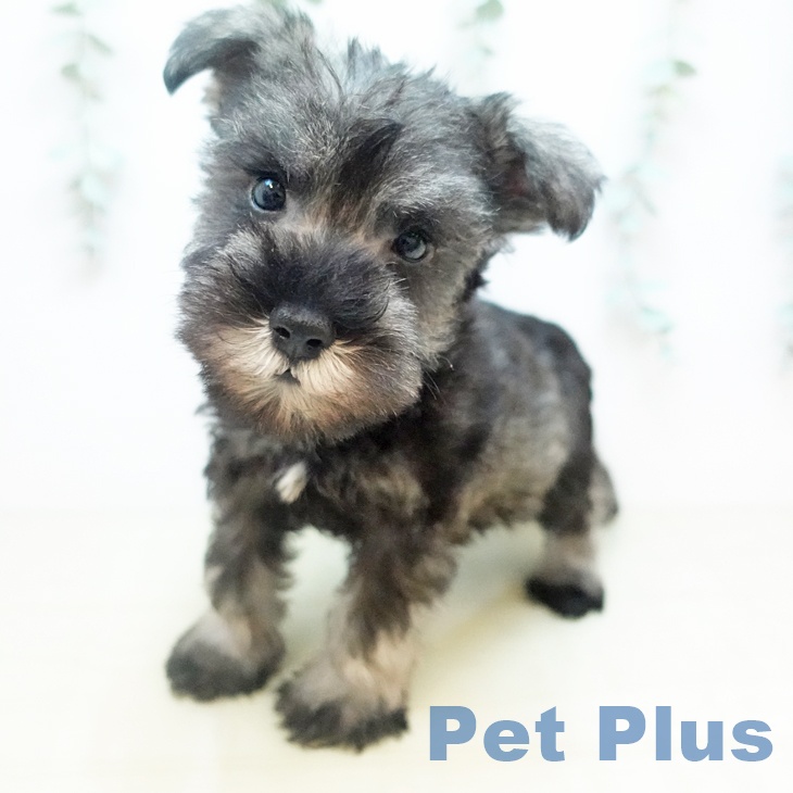 千葉県のミニチュアシュナウザー (ペットプラス 船橋店/2025年12月4日生まれ/男の子/ソルトペッパー)の子犬の2枚目の画像