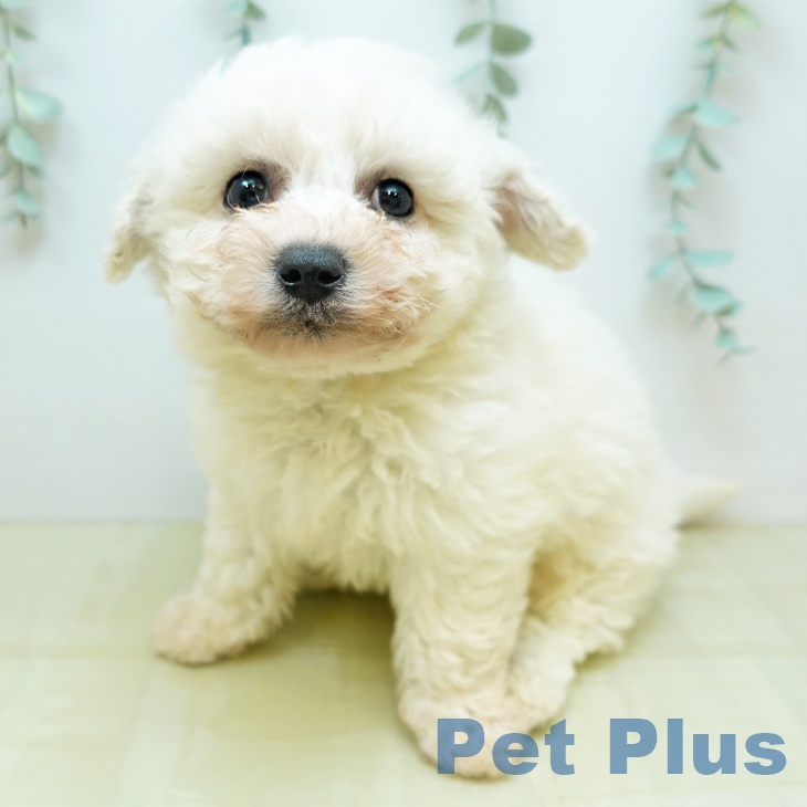 ビション・フリーゼの写真1