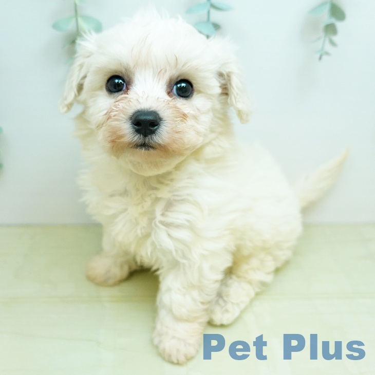 ビション・フリーゼの写真2