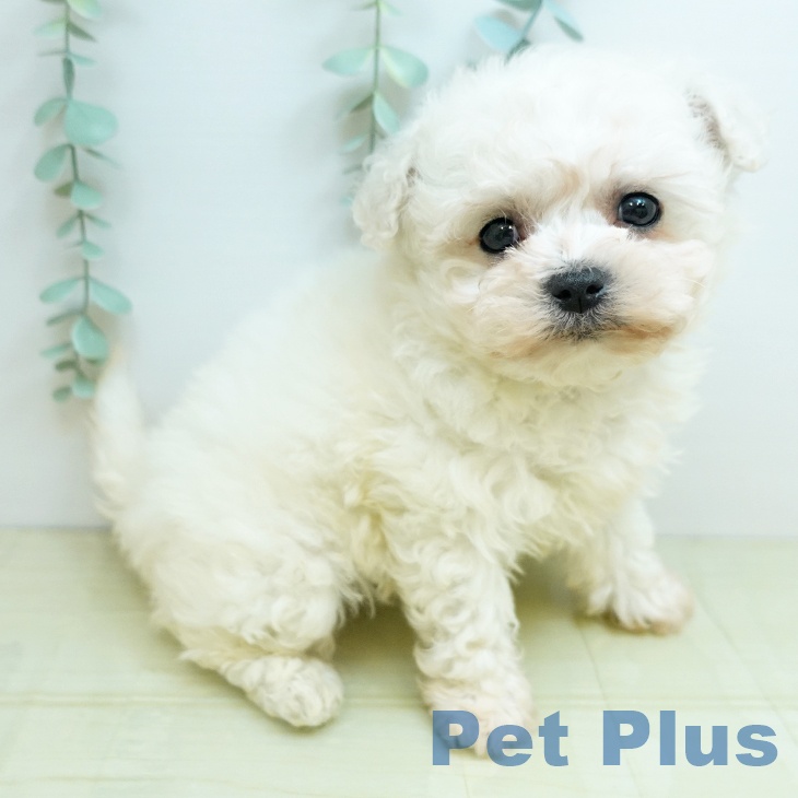 ビション・フリーゼ