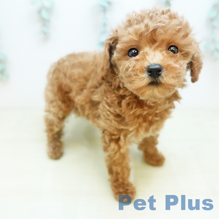 神奈川県のトイプードル(トイ) (ペットプラス 湘南平塚店/2025年12月5日生まれ/女の子/レッド)の子犬の1枚目の画像