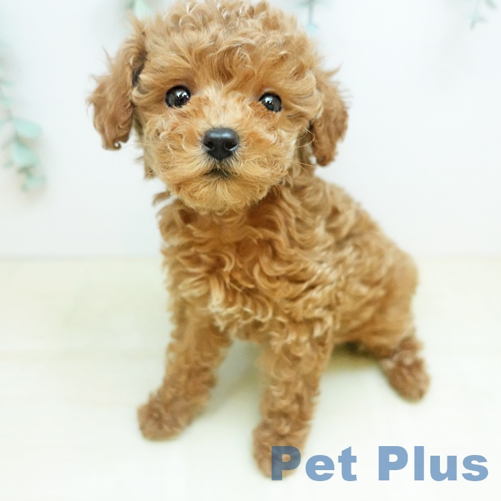 神奈川県のトイプードル(トイ) (ペットプラス 湘南平塚店/2025年12月5日生まれ/女の子/レッド)の子犬の2枚目の画像