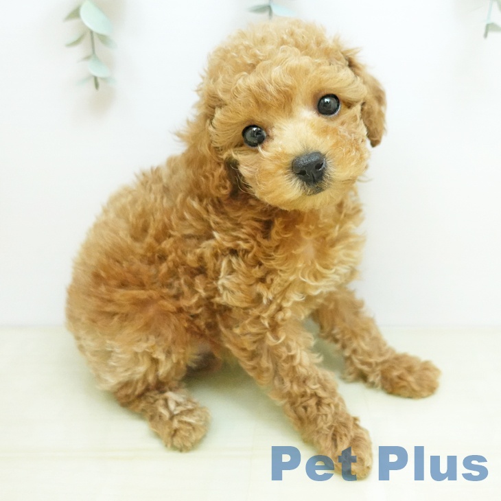 埼玉県のトイプードル(トイ) (ペットプラス 上尾店/2025年12月5日生まれ/女の子/レッド)の子犬の1枚目の画像