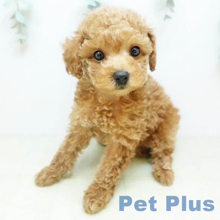 埼玉県のトイプードル(トイ) (ペットプラス 上尾店/2025年12月5日生まれ/女の子/レッド)の子犬の2枚目の画像