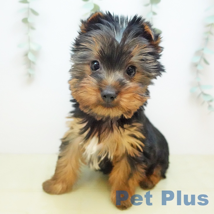 ヨークシャー・テリアの写真2