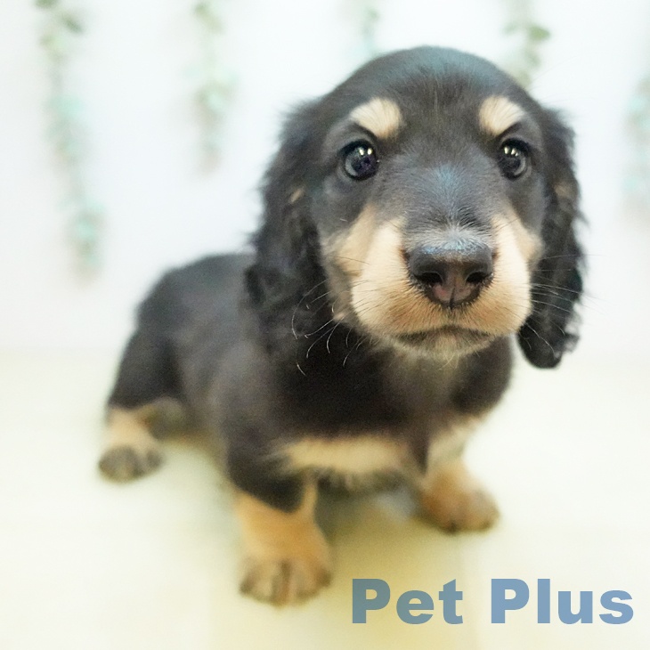 ミニチュア・ダックスフンドの写真2