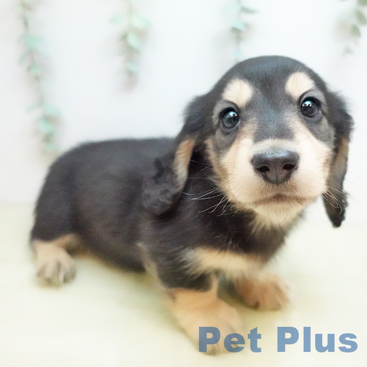 ミニチュア・ダックスフンド