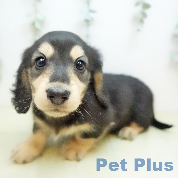 ミニチュア・ダックスフンドの写真2