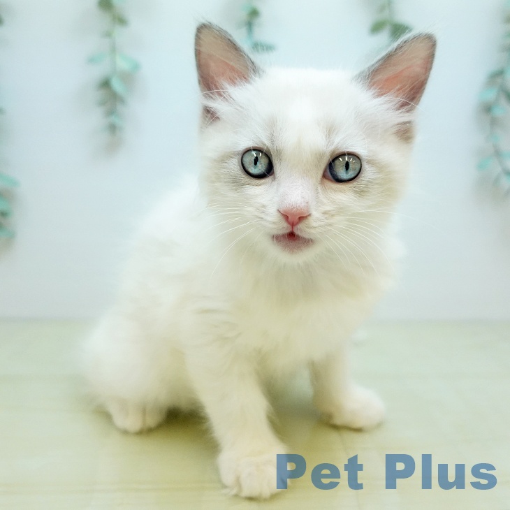 岡山県のラグドール (ペットプラス 岡山店/2025年12月1日生まれ/男の子/ブルーポイントバイカラー)の子猫の2枚目の画像