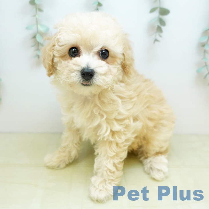 トイ・プードル