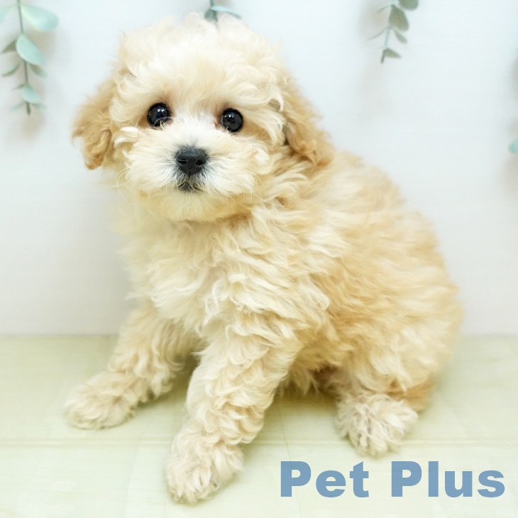 トイ・プードル