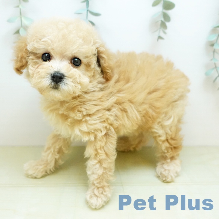 トイ・プードル