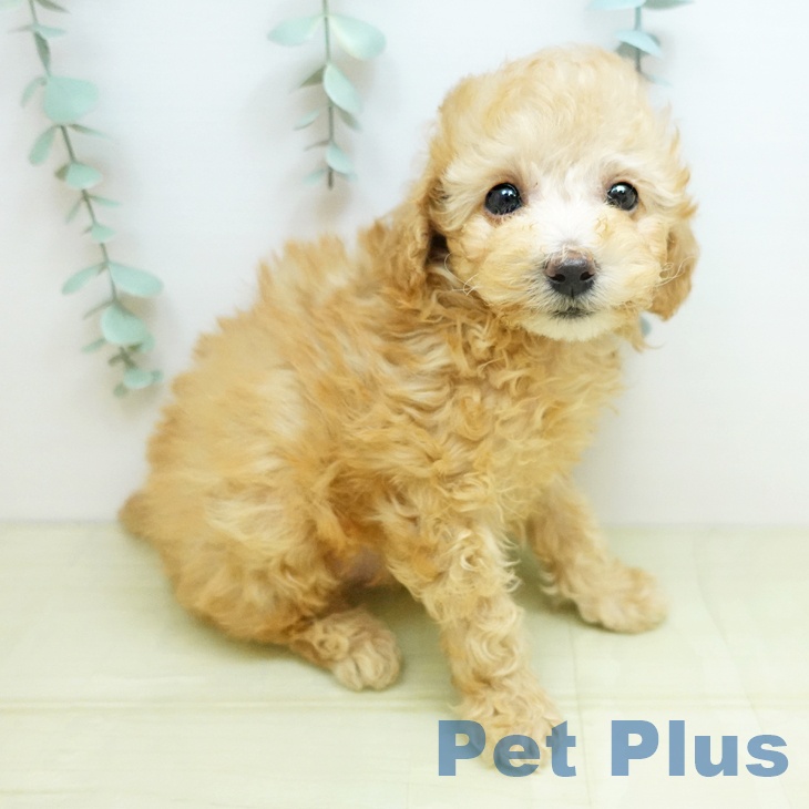 トイ・プードル