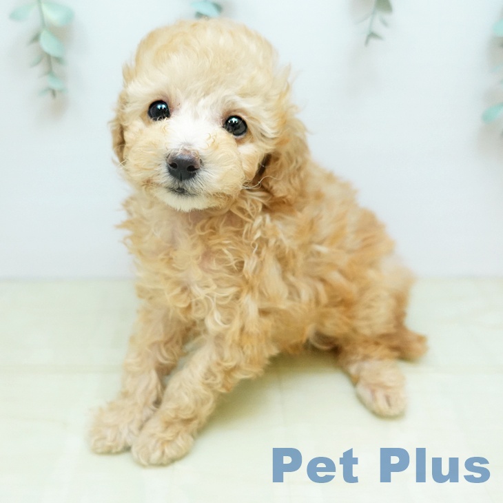 トイ・プードルの写真2