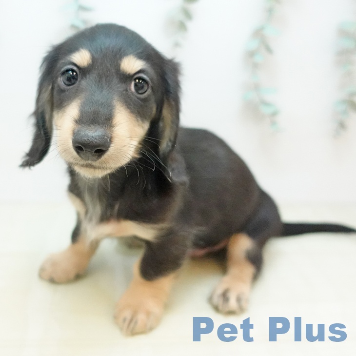 カニーンヘン・ダックスフンド