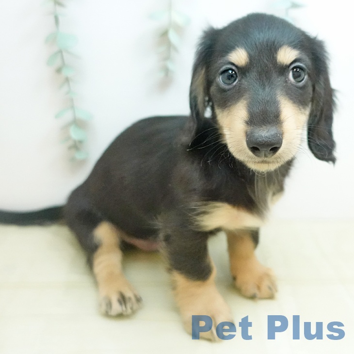 カニーンヘン・ダックスフンドの写真2