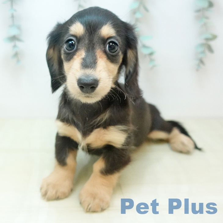 カニーンヘン・ダックスフンドの写真2