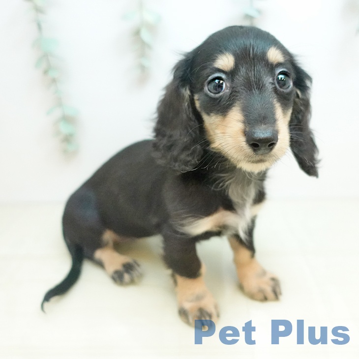 カニーンヘン・ダックスフンド