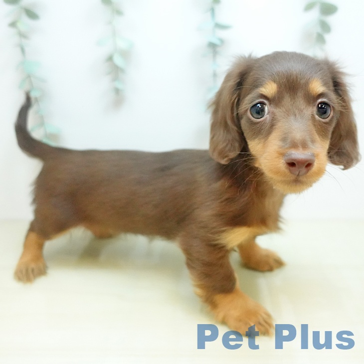 カニーンヘン・ダックスフンドの写真1