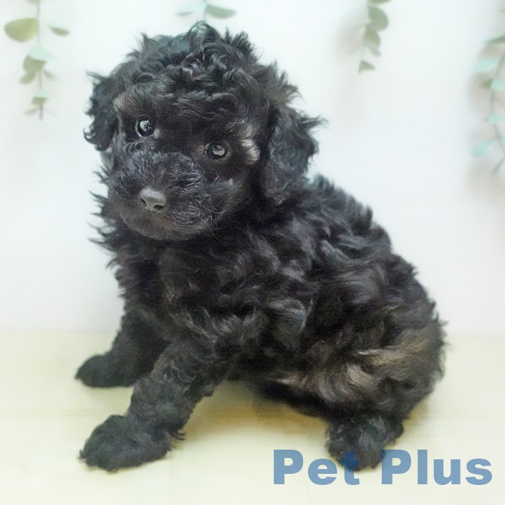 トイ・プードルの写真1