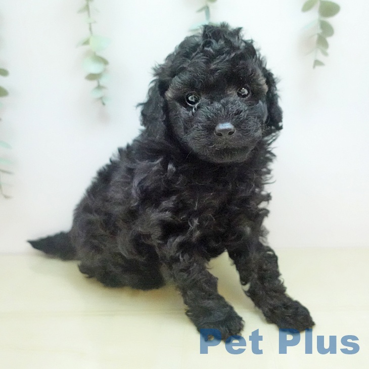 トイ・プードルの写真2