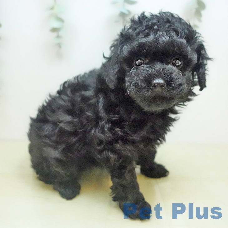 トイ・プードル