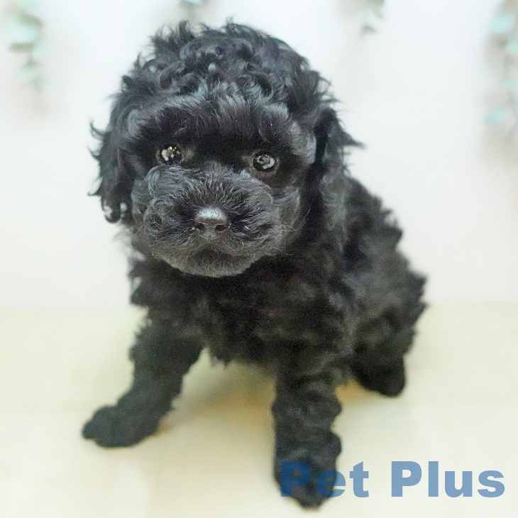 トイ・プードルの写真2