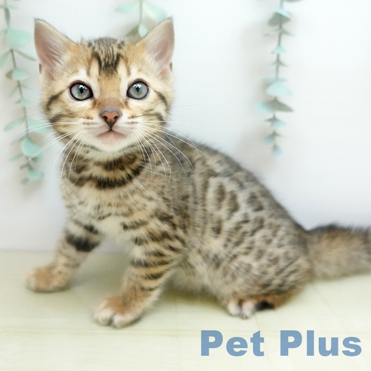 ベンガルの写真2