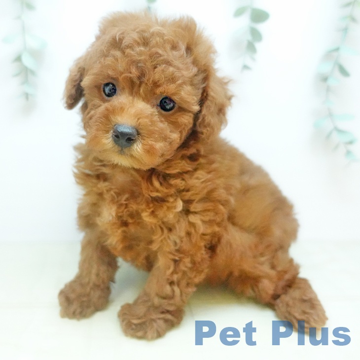 トイ・プードル